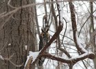 Long-eared Owl (10)