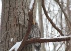 Long-eared Owl (11)