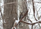 Long-eared Owl (15)