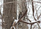 Long-eared Owl (16)