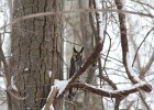 Long-eared Owl (17)