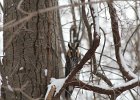 Long-eared Owl (18)