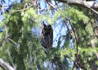 Long-eared Owl (2)