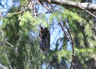 Long-eared Owl (3)