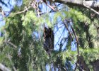 Long-eared Owl (4)