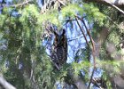 Long-eared Owl (5)