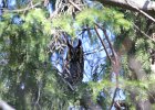 Long-eared Owl (6)
