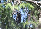 Long-eared Owl (7)