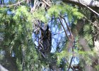 Long-eared Owl (8)