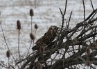 101Short-eared Owl (52)