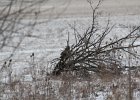Short-eared Owl (2)