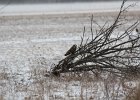 Short-eared Owl (20)