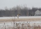 Short-eared Owl (36)
