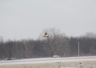 Short-eared Owl (38)