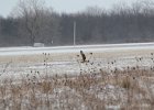 Short-eared Owl (39)