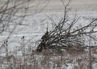 Short-eared Owl (4)