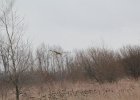 Short-eared Owl (43)