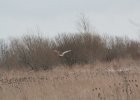 Short-eared Owl (44)