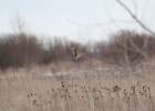 Short-eared Owl (45)