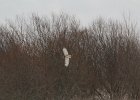 Short-eared Owl (47)