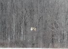 Short-eared Owl (52)