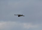 Short-eared Owl (61)