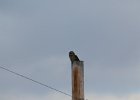 Short-eared Owl (69)