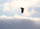 Short-eared Owl (81)