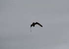 Short-eared Owl (85)