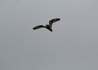 Short-eared Owl (86)