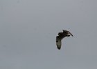 Short-eared Owl (87)