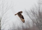 Short-eared Owl