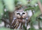 101Northern Saw-Whet Owl