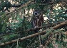 Norther Saw-Whet Owl (1)