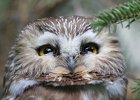 Northern Saw-Whet Owl (1)
