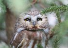 Northern Saw-Whet Owl (10)
