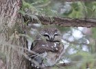 Northern Saw-Whet Owl (12)