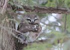Northern Saw-Whet Owl (14)