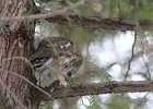Northern Saw-Whet Owl (15)