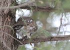 Northern Saw-Whet Owl (16)