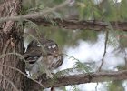 Northern Saw-Whet Owl (17)