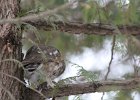 Northern Saw-Whet Owl (18)