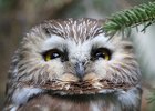 Northern Saw-Whet Owl (2)