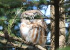 Northern Saw-Whet Owl (21)
