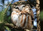 Northern Saw-Whet Owl (22)