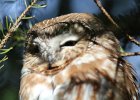 Northern Saw-Whet Owl (23)