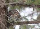 Northern Saw-Whet Owl (3)