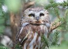 Northern Saw-Whet Owl (4)