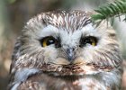 Northern Saw-Whet Owl (5)