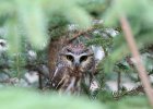 Northern Saw-Whet Owl (6)